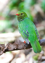 Groen-zwarte Cotinga, Green-and-black Fruiteater, Pipreola riefferii