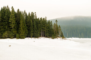 Winter Forest in the Snow
