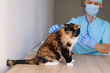 male doctor, veterinarian in mask, with a stethoscope in veterinary clinic conducts examination and medical examination of dark domestic cat, concept of medical veterinary care, pet health