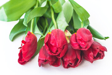 Beautiful bunch of red tulips on white background. Valentine's day or international women's day concept