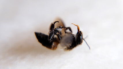 Closeup of a dead honey bee, laying on its back. On a white marble surface.