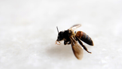 Closeup of a dead honey bee, view from the side. On a white marble surface. With copy space on the left.