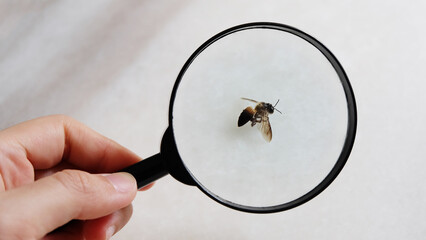 Viewing a dead honey bee via a black magnify glass, hold by a hand.