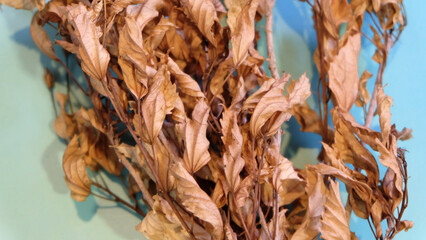 Close up of dried yellow-brown hibiscus leaves and branches.