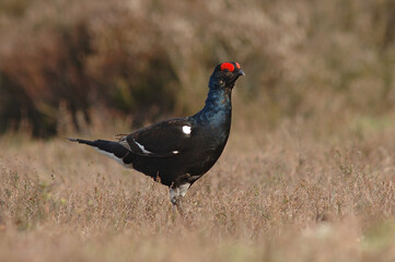Black Grouse, Korhoen, Lyrurus tetrix
