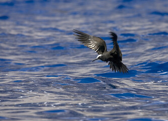 Black Noddy, Witkapnoddy , Anous minutus