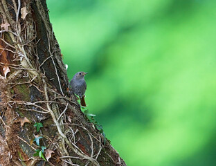 Black Redstart, Zwarte Roodstaart, Phoenicurus ochruros