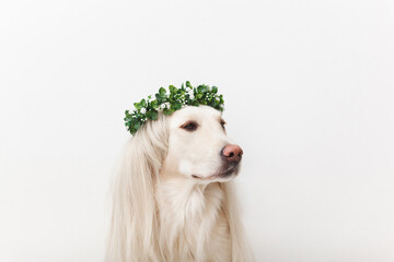 golden retriever dog in a wig and flower wreath sitting in the studio close up