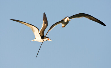Amerikaanse Schaarbek, Black Skimmer, Rynchops niger