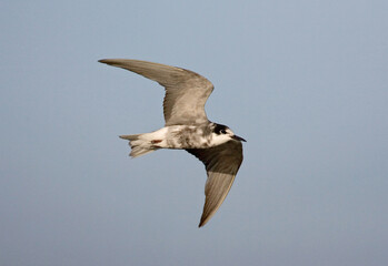 Zwarte Stern, Black Tern, Chlidonias niger