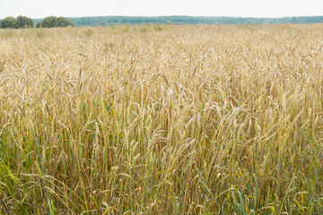 A large field of ripe wheat or rye. Harvest is coming. Grain ripe