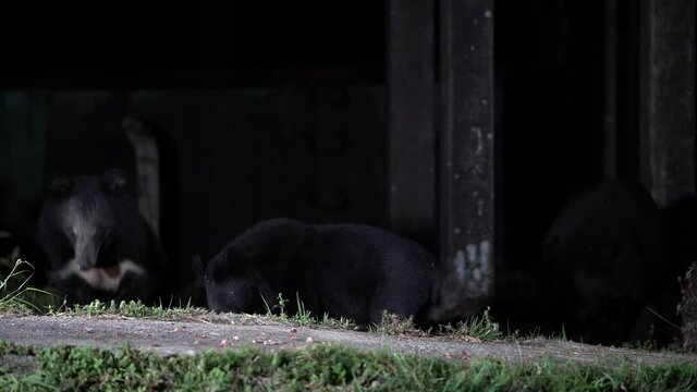 Asiatic Black Bear out foraging at night.