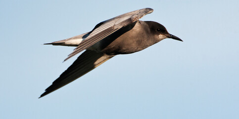 Obraz premium Zwarte Stern, Black Tern, Chlidonias niger
