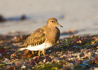 Zwarte Steenloper, Black Turnstone, Arenaria melanocephala