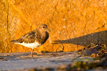Zwarte Steenloper; Black Turnstone; Arenaria melanocephala