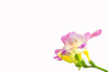 Close up blossom of beautiful light pink violet yellow freesia (Iridaceae, Ixioideae) flower with green buds on white background. Fresh fashion bright neon colors, modern trend in color combination.