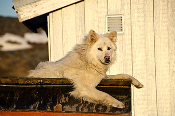 Cute dog with white hair resting outside. Warm light and a wooden Greenland house in the background