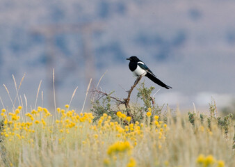 Amerikaanse Ekster, Black-billed Magpie, Pica hudsonia