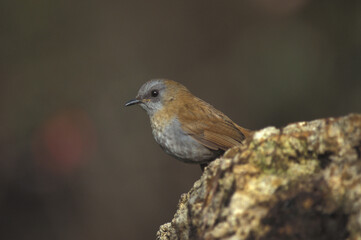 Black-billed Nightingale Thrush, Catharus gracilirostris