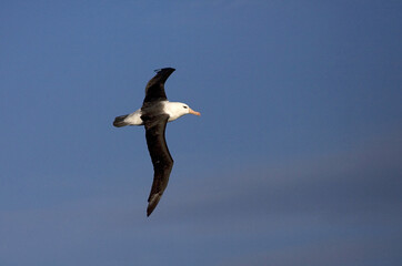 Black-browed Albatross, Wenkbrauwalbatros, Thalassarche melanophrys