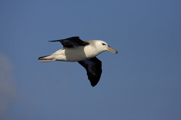 Black-browed Albatross, Wenkbrauwalbatros, Thalassarche melanophrys