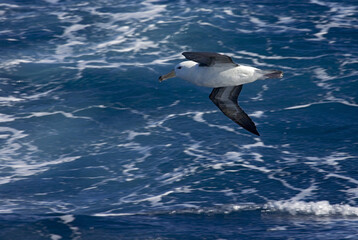Black-browed Albatross, Wenkbrauwalbatros, Thalassarche melanophrys