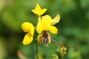 Yellow flowers of common bird's-foot trefoil (Lotus corniculatus), pea family Fabaceae and the wool carder bee Anthidium punctatum, family Megachilidae. Dutch garden. June, Netherlands  