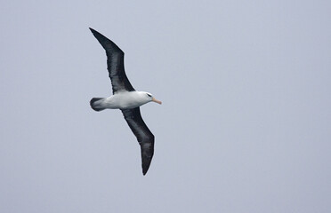 Black-browed Albatross, Wenkbrauwalbatros, Thalassarche melanophrys