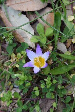 Romulea bulbocodium plant with beautiful purple and yellow flower
