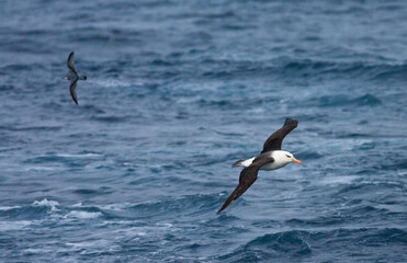Wenkbrauwalbatros, Black-browed Albatross, Thalassarche melanophrys
