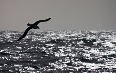Wenkbrauwalbatros, Black-browed Albatross, Thalassarche melanophrys