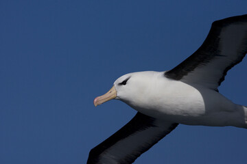 Black-browed Albatross, Wenkbrauwalbatros, Thalassarche melanophrys