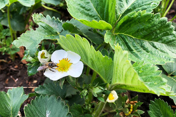 White flower with bee on it on blooming strawberry bush on garden bed. Pollination of booming flowers in spring. Gardening concept