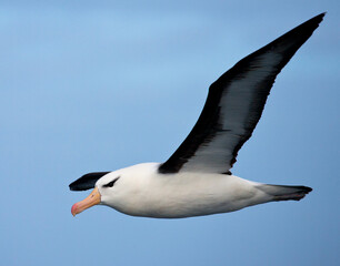 Wenkbrauwalbatros, Black-browed Albatross, Thalassarche melanophrys