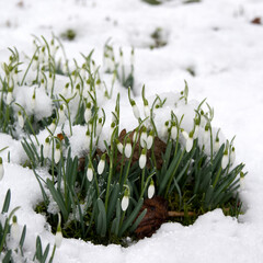 close-up early march snowdrops in snow