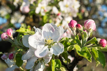 Fototapeta na wymiar Branch of blooming apple tree with big white and pink flowers and bee on it, blue sky and sun shines, spring time.