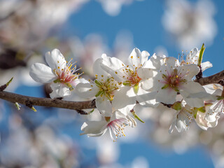 Springtime Mallorca