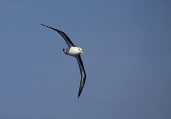 Black-browed Albatross, Wenkbrauwalbatros, Thalassarche melanophrys
