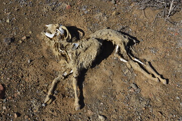 dead goat in desert