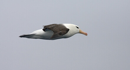 Black-browed Albatross, Wenkbrauwalbatros, Thalassarche melanophrys