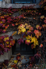 Fototapeta na wymiar autumn leaves on a window