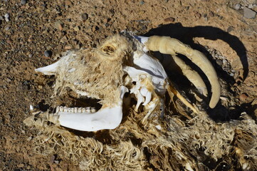 dead goat in desert