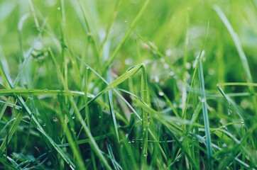 Closeup macro of green grass with small raindrops