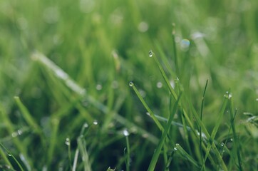 Closeup macro of green grass with small raindrops
