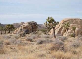 Joshua Tree National Park in California US