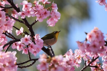 馬見丘陵公園　河津桜とメジロ