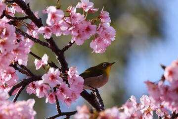 馬見丘陵公園　河津桜とメジロ