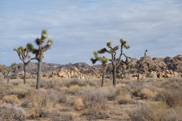 Joshua Tree National Park in California US