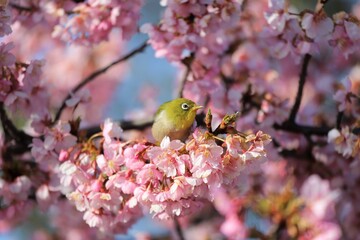 馬見丘陵公園　河津桜とメジロ