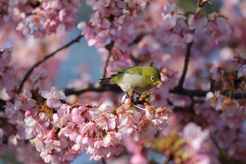 馬見丘陵公園　河津桜とメジロ